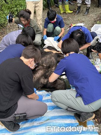 ▲協助台灣黑熊檢傷治療。（圖／記者楊漢聲翻攝）