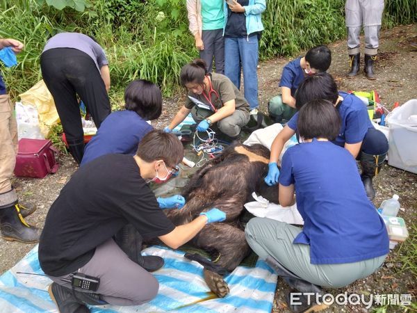 ▲協助台灣黑熊檢傷治療。（圖／記者楊漢聲翻攝）