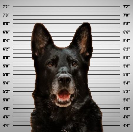 警犬偷吃午餐。（圖／翻攝自Wyandotte Police Department - Michigan臉書）