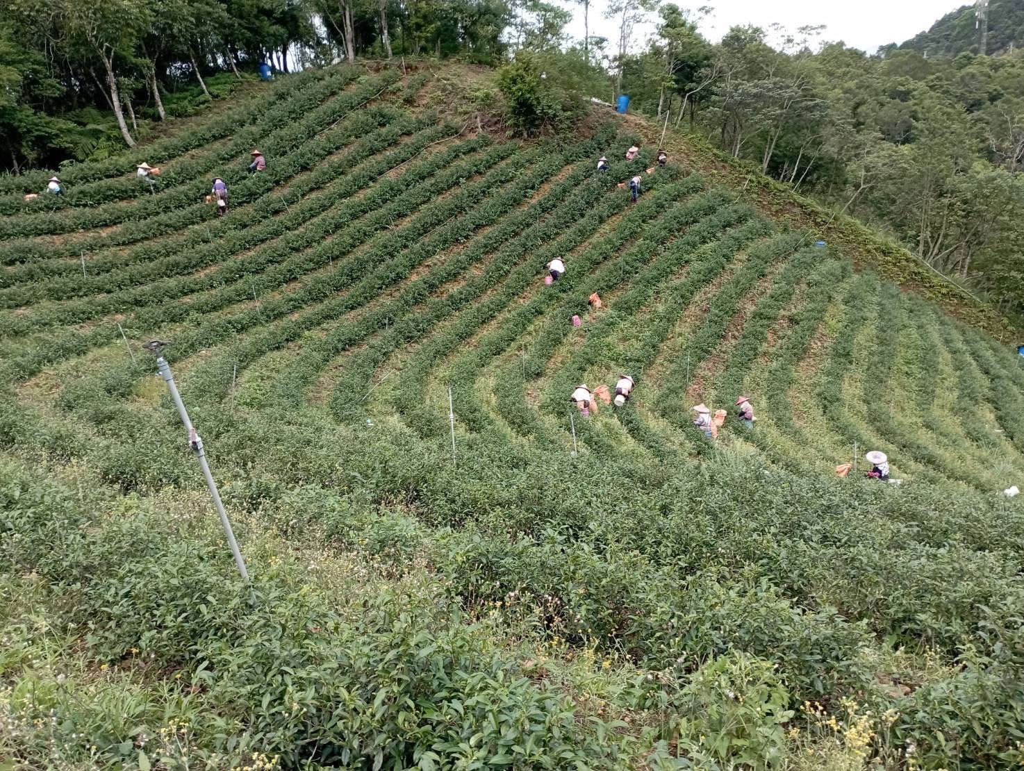 ▲新北東方美人茶盛夏上市 坪林茶農蘇文松奪特等獎。（圖／新北市農業局提供）