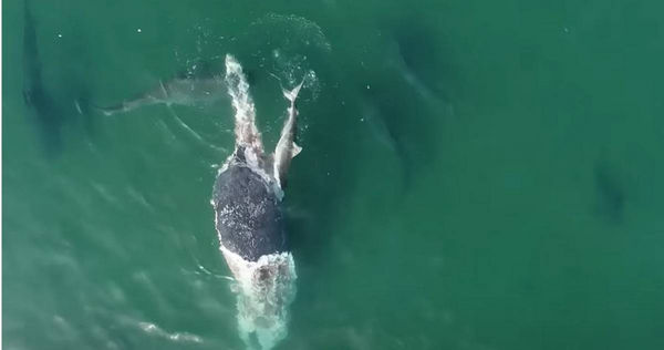 座頭鯨被鯊魚群撕成碎片。（圖／翻攝自YouTube）