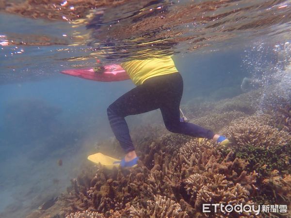 ▲▼ 遊客任意踐踏珊瑚海 七美鄉長疾呼保護。（圖／記者陳韋男攝）