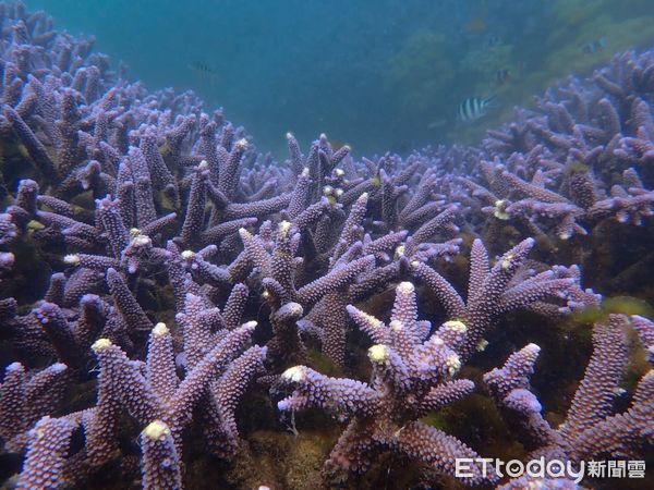▲▼ 遊客任意踐踏珊瑚海 七美鄉長疾呼保護。（圖／記者陳韋男攝）
