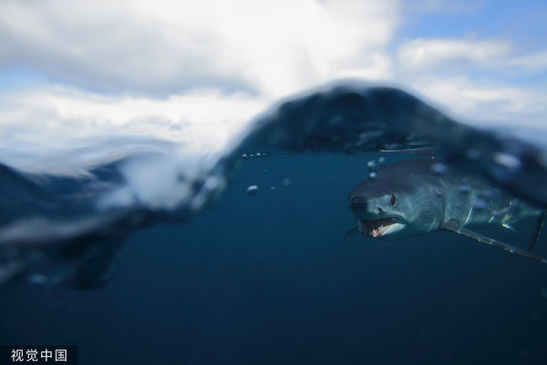 ▲▼鯊魚、尖吻鯖鯊、短鰭鯖鯊、Isurus oxyrinchus。（圖／CFP）