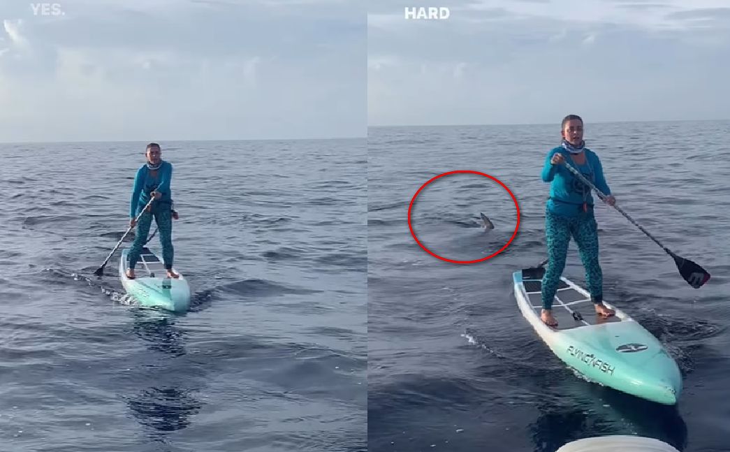 Florida Woman Escapes Close Encounter with Hammerhead Shark While