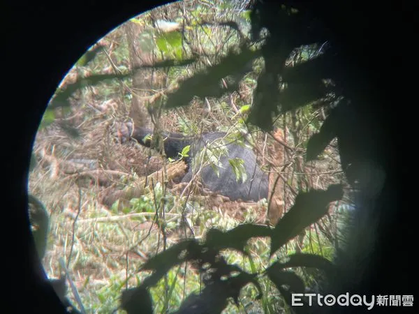 ▲花蓮卓溪鄉山區，1隻台灣黑熊疑似誤觸山豬吊受困。（圖／花蓮縣政府提供，下同）
