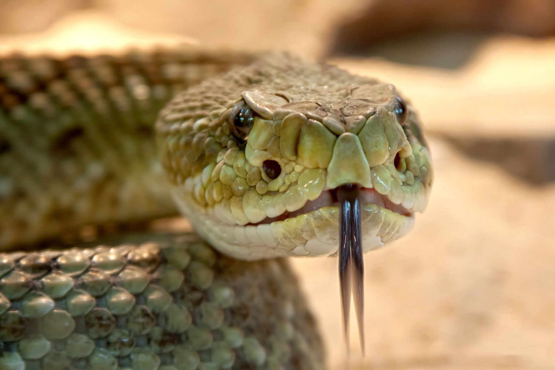 ▲▼蛇。（圖／取自免費圖庫pixabay）