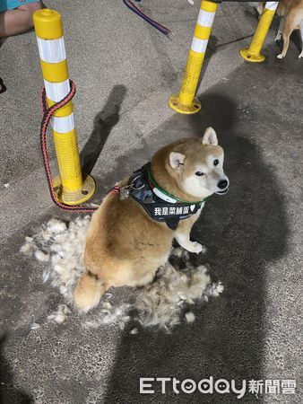 ▲▼9汪民宿嗨翻「躺滿一整床」留可憐空隙　爸傻：出去玩也沒地方睡。（圖／臉書粉專「茶蛋一家」提供）