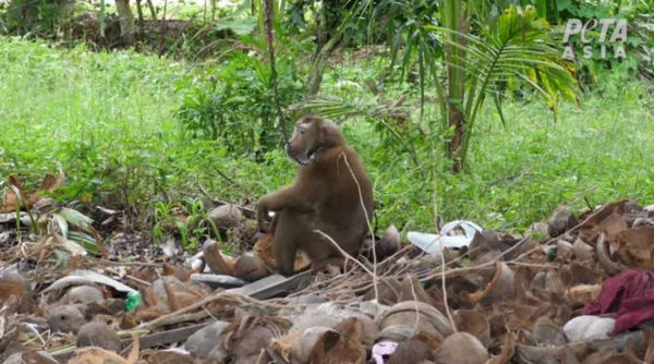 PETA指控泰國生產的椰子製品是虐待猴子而來。