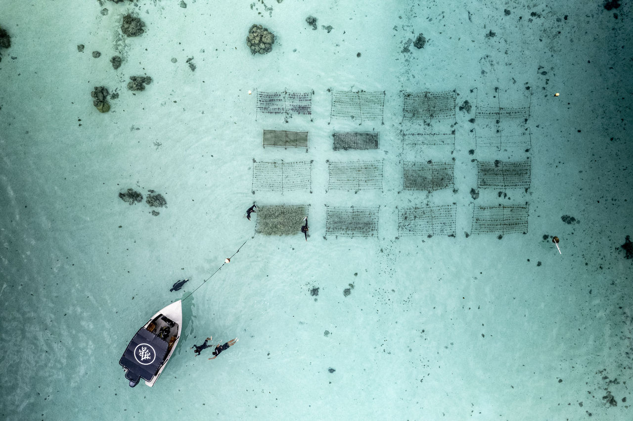 ▲▼俯瞰「珊瑚園丁」團隊在法屬波利尼西亞茉莉亞島珊瑚養殖場工作。勞力士通過「保護地球・恒動不息」計劃。「珊瑚園丁」：這些「海洋之子」於全球推行珊瑚保育。（圖／勞力士提供）