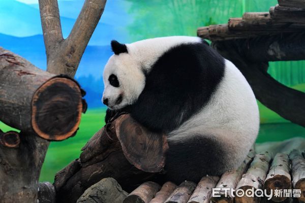 ▲大貓熊「圓仔」。（圖／臺北市立動物園提供）