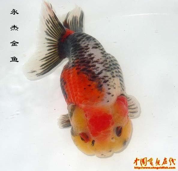 一尾金魚叫價30萬 福州圓滾滾 蘭疇 正夯 Ettoday大陸新聞 Ettoday新聞雲