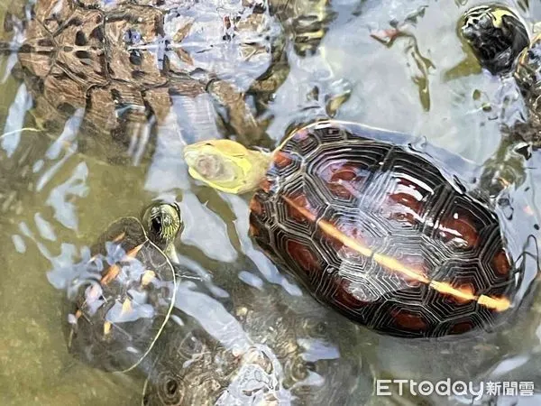 ▲全球保育級台灣唯一陸棲種箱烏龜「食蛇龜」，現蹤台南市大社東勢北極殿，已經協助野放。（圖／記者林悅翻攝，下同）