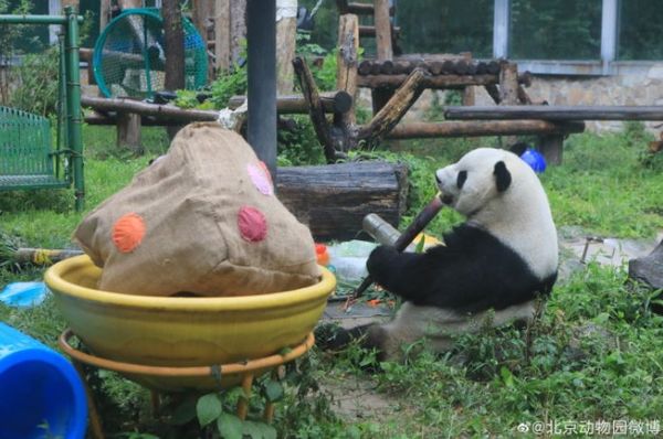 ▲大熊貓萌蘭歡慶8歲生日。（圖／翻攝自微博「北京動物園」）