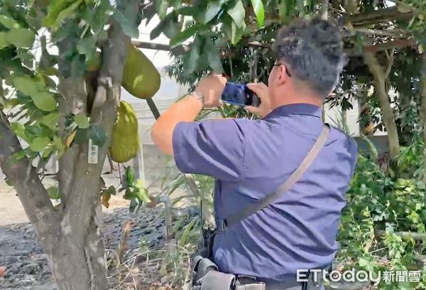 ▲斗南民眾在田邊種植波羅蜜，產出又大又甜果實頻頻遭竊，氣炸報警。（圖／記者蔡佩旻翻攝）