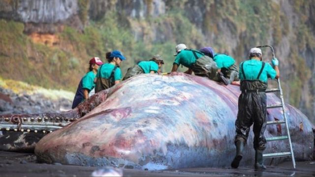 ▲▼西班牙拉帕爾馬島（La Palma）的海灘有鯨魚遺體，科學家解剖後挖出龍涎香。（圖／翻攝推特@Toniovetpath）