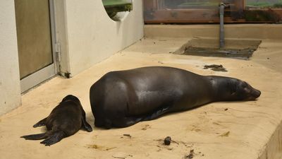 他參觀海獅第一眼「以為尾巴被切掉」　細看原來是溫馨場景