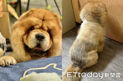 怕熱又想散步!鬆獅犬「無限進出」踢到鐵板 門口靜坐抗議笑翻媽
