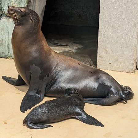水族館海獅「被斷尾沒人救」 真相曝光原因超暖：是母愛| ETtoday寵物雲| ETtoday新聞雲