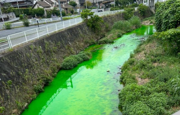 ▲▼日本奈良縣生駒市著名的賞楓景點「龍田川」在5日清晨突然變成一片螢光綠色。（圖／翻攝自推特）