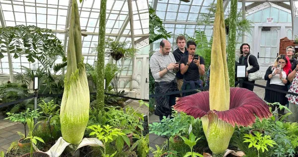 美國舊金山一株罕見的巨花魔芋睽違4年後近日再次開花，吸引當地數百位民眾排隊搶拍。（圖／Instagram／conservatoryofflowers）