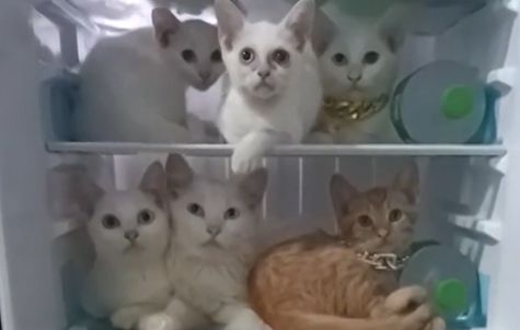 ▲▼貓咪塞進冰箱  。（圖／翻攝自Viral Press／AP）