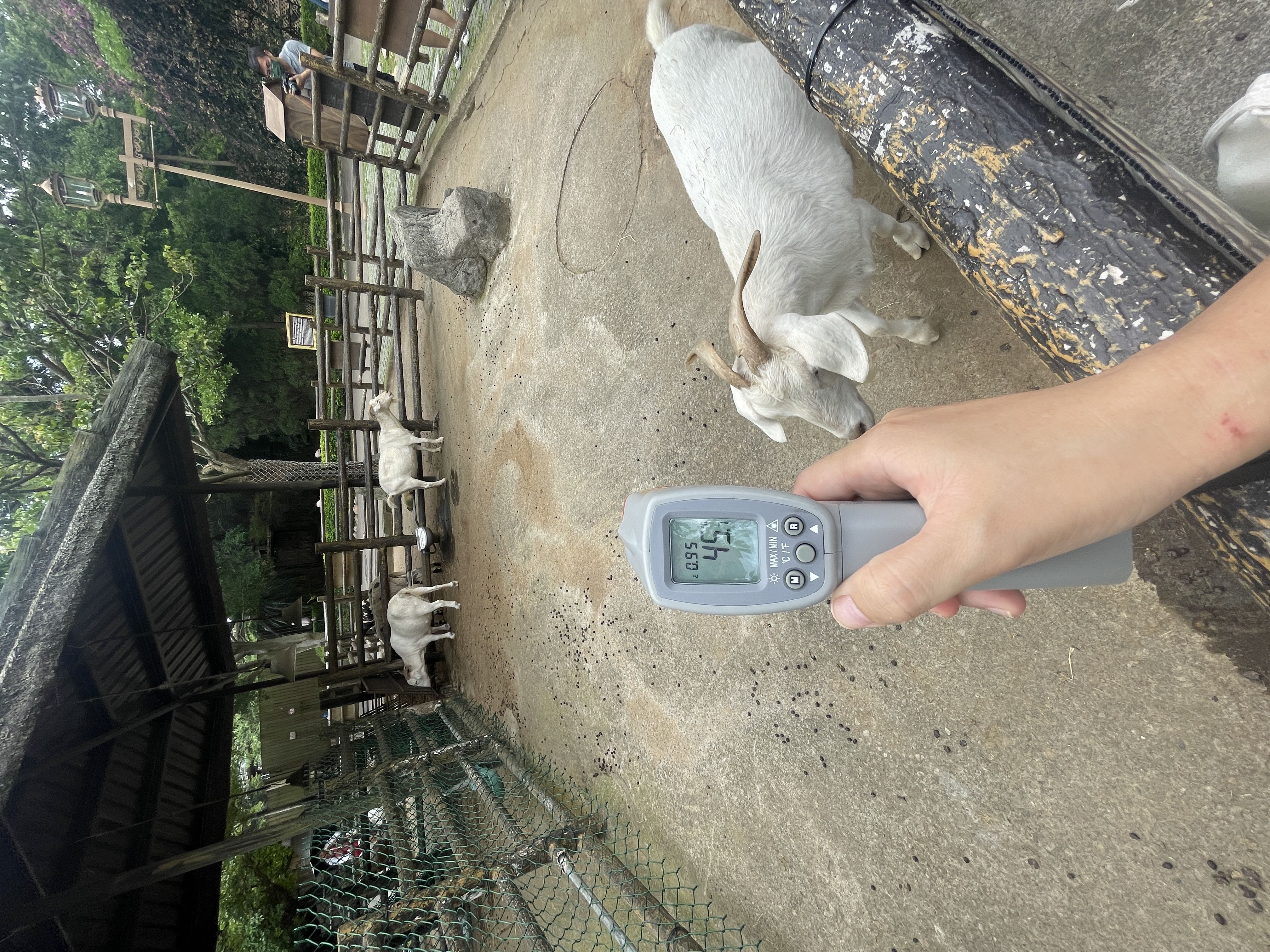 ▲▼動團指控六福村近20種動物福利堪慮，圖為山羊夏季水泥地高達45.7度。（圖／鳥語獸躍提供）