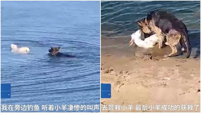 ▲▼牧羊犬英勇跳水營救落水小羊。（圖／翻攝自微博／@澎湃新闻）