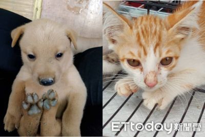 東森寵物台南新市中正送養會 6幼犬找新家還有萌貓咪