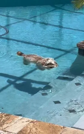 狗狗泳池漂浮。（圖／翻攝自Tiktok@doggroomerhealthnut）