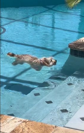 狗狗泳池漂浮。（圖／翻攝自Tiktok@doggroomerhealthnut）