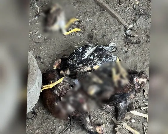 ▲永靖鄉有養雞場遭流浪犬闖入全被咬死。（圖／民眾提供）