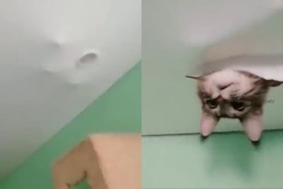 天花板冒不明腳印!幾秒後「裂縫鑽出貓頭」 超萌動作電暈一票人