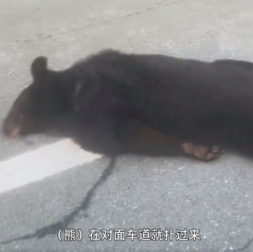 ▲黑熊撲車後倒在路上沒有動靜。（圖／翻攝微博）