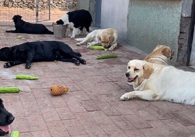 拉布拉多被餵整條苦瓜「邊啃邊皺眉」　邊境牧羊犬直接不碰