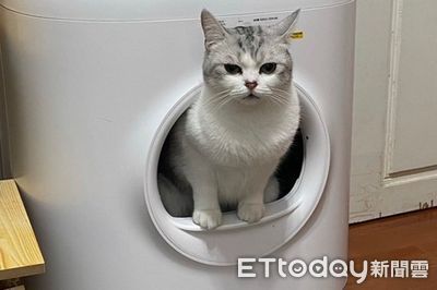 毛孩拉肚子「5大原因統整」 慈愛醫提醒:勿自行斷食斷水