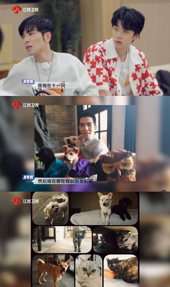 ▲蕭敬騰已救援11隻貓狗。（圖／翻攝自微博／《野挺有趣》）