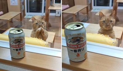貓貓喝啤酒「瘋狂拜託！拜託！」　可愛合十什麼食物都行