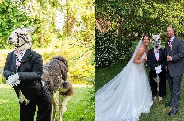 ▲▼一對新人的婚禮上出現一隻美洲駝。圖／翻攝自Facebook／Llama Adventures）