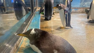 日水族館企鵝「慵懶倚靠窗台邊」　厭世表情引共鳴：累了休息一下
