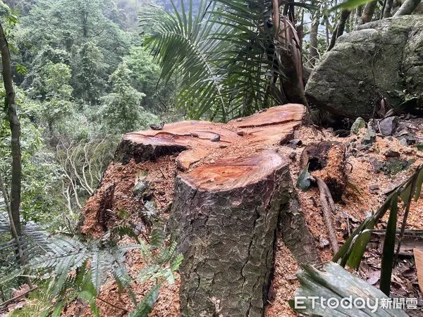 ▲▼森林管護員巡護山林時發現直徑85公分的臺灣櫸木遭鋸倒竊取，現場僅存樹頭及樹枝殘材。（圖／警方提供）