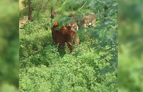 ▲▼  雲南玉溪一名男子上山採菌遇到三隻大老虎           。（圖／翻攝 速看視頻）