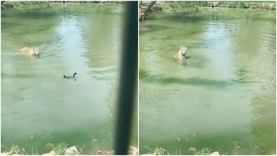 老虎湖中「鎖定鴨子追蹤」　獵物下秒突消失！牠一臉懵：去哪了？