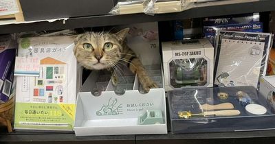 文具店貓超盡責! 見客靠近「秒從貨架探出頭」:需要幫忙嗎?