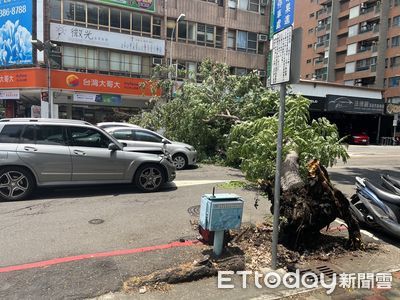 快訊／台中路樹突倒塌壓4車　驚險影片曝光！鋸樹清除交通中斷