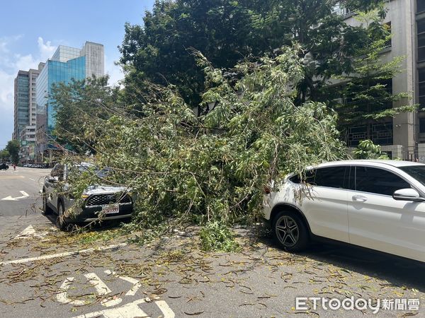 ▲▼台中路樹突然倒塌壓毀四車，目前鋸樹清除中。（圖／民眾提供，下同）