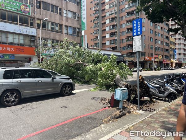 ▲▼台中路樹突然倒塌壓毀四車，目前鋸樹清除中。（圖／民眾提供，下同）