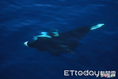 鬼蝠魟展翅遨遊、抹香鯨連5天現蹤　船長認證：超罕見