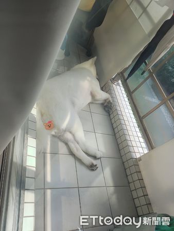 秋田犬曬太陽。（圖／粉專柴犬兄馬柴達x秋田犬妹馬妃提供）