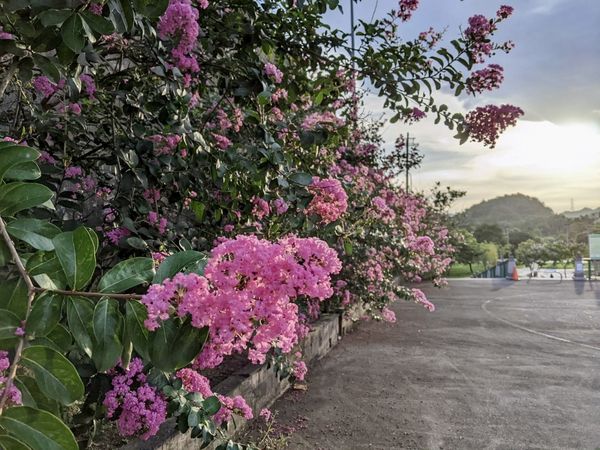 ▲貢寮環保公園內的紫薇近日開花。（圖／貢寮區公所提供）
